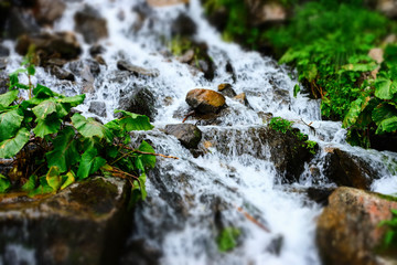 Close-up streams of water between mountain stones. Beautiful mountain river stream with fast flowing water and rocks. Flowing water in beautiful landscape. Picturesque rapids on the river.
