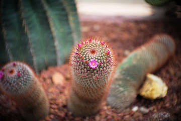 Mammillaria sp. with pink flower, Cactus in garden has a brown stone around, Cacti, Cactaceae, Succulent, Tree, Drought tolerant plant.