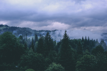 Green rain mountain forest in cloudy dark moody weather