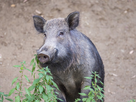 Nice wild boar standing on hind legs and looking at camera