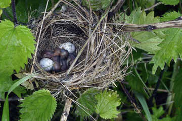 urticaria chicks in the nest