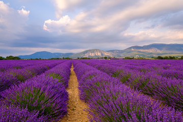 Champ de lavande en fleurs, coucher de soleil. Plateau de Valensole, Provence, France.	