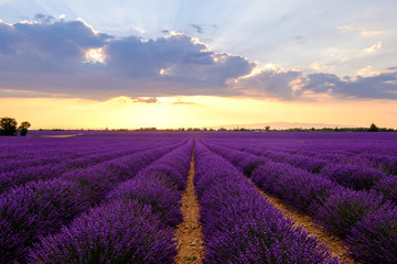 Fototapeta na wymiar Champ de lavande en fleurs, coucher de soleil. Plateau de Valensole, Provence, France. 