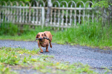 Dog breed standard smooth-haired dachshund. The dog runs, dog for a walk
