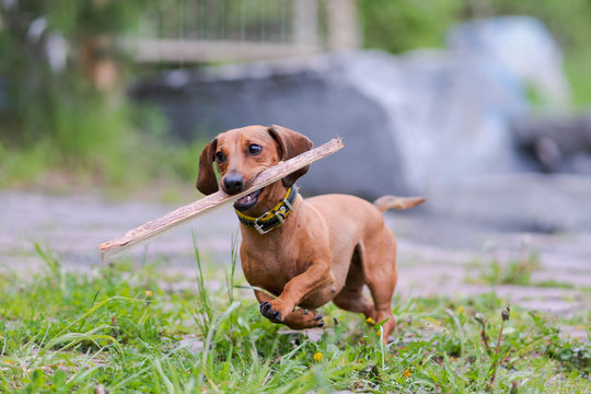 The brown dachshund plays on the grass with a cane in the teeth