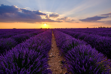 Obraz na płótnie Canvas Champ de lavande en fleurs, coucher de soleil. Plateau de Valensole, Provence, France. 