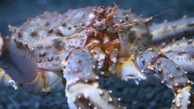 shot of head of giant japanese spider crab