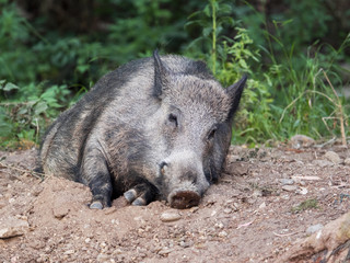 Wild boar sleeps in the forest