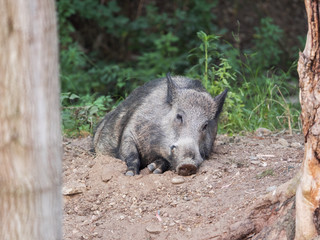 Wild boar sleeps in the forest