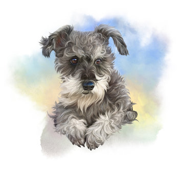 Cute small puppy. Illustration of a Mini Schnauzer. Dog hand painted watercolor illustration. Animal collection: Dogs. Good for print T-shirt, banner, cover, card, pillow. Art background for design.