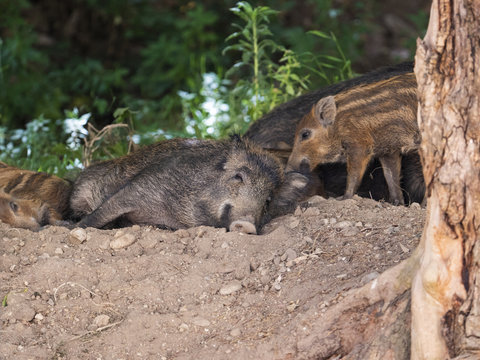 Wild boar mum and pigletts in the forest