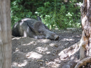 Wild boar sleeps in the forest