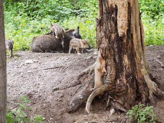 Wild boar mum and pigletts in the forest