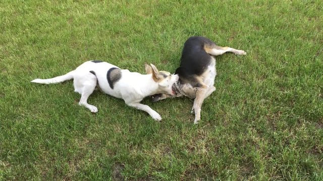White male of young cross-breed dog bites black female dog while playing outdoor