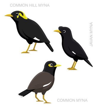 Bird Myna Set Cartoon Vector Illustration
