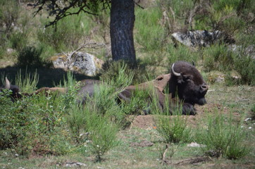 Bison de la Margeride - Ste Eulalie - Lozère