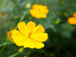 Yellow starship flowers in the garden