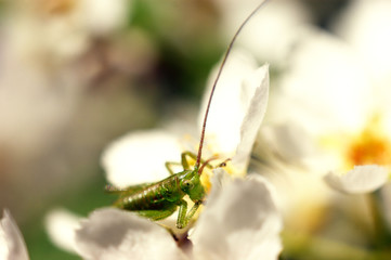 Green small grasshopper on white and yellow flowers of bird cherry tree on springtime