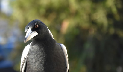 Closeup of Australian magpie bird in black and white plumage standing on a fence. The australian magpie gymnorhina tibicen is a medium sized black and white passerine bird.