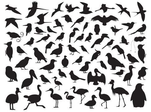 70 Bird Silhouette Vector Illustration