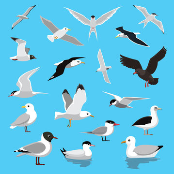 Various Seagull Tern Albatross Cartoon Vector Illustration