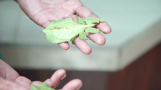 Close up shot of two amazing leaf phasmids being handled by a Balinese man