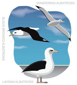 Bird Albatross Set Cartoon Vector Illustration