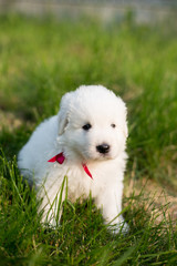 Portrait of a young maremma sheepdog outside in summer