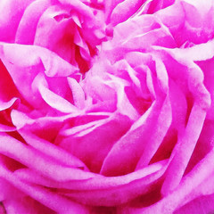 Closeup Pink Rose Fine Art