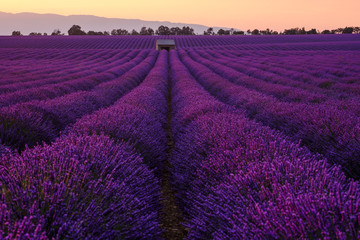 Fototapeta na wymiar Champ de lavande en fleurs, coucher de soleil. Plateau de Valensole, Provence, France. 