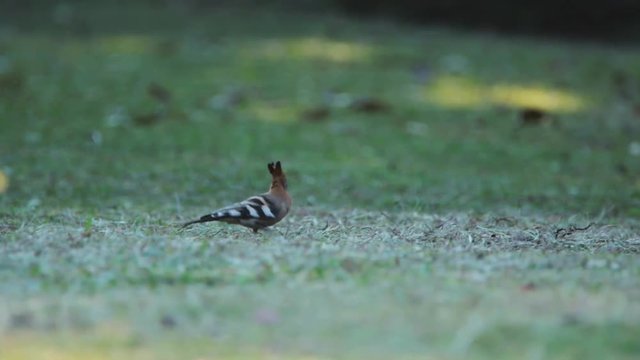 African Hoopoe foraging for food in the grass.