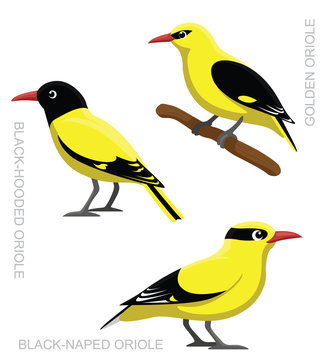Bird Oriole Set Cartoon Vector Illustration