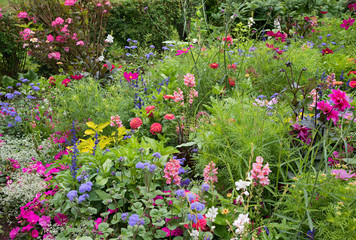 Sommerliches Blumenbeet mit Cosmea, Zinnien, Salbei und Löwenmäulchen