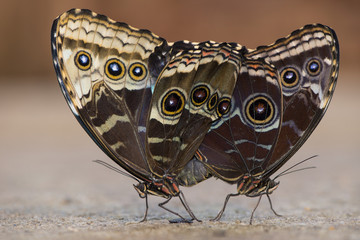 Giant Owl (Caligo memnon), mating, captive, Emsland, Lower Saxony, Germany, Europe