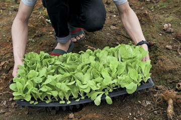 Planter lift plastic trays filled with tiny plants of cabbage.