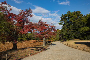 Autumn lotus pond and colorful leaves and promenade in japanese garden,takamatsu,kagawa,shikoku,japan
