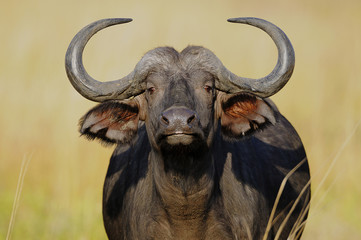 Portrait of African buffalo at South Luangwa National Park