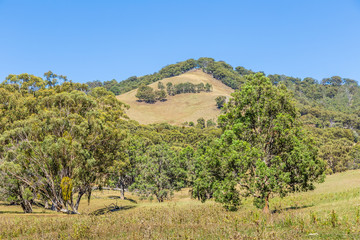 Rural landscape in the Upper Hunter Valley, NSW, Australia.
