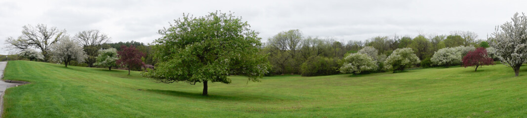 Fototapeta na wymiar Flowering trees panorama Milwaukee, Wisconsin park