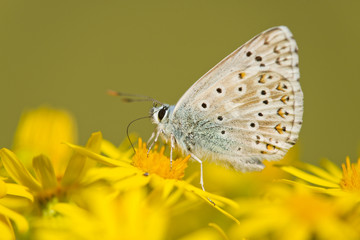 Adonis Blue (Polyommatus bellargus syn Lysandra bellargus), feeding on nectar, Thuringia, Germany, Europe