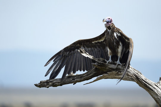 Lappet faced vulture drying its wings while sitting on branch