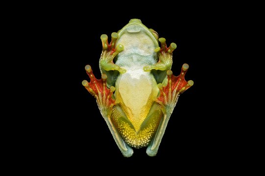 Underside of neotropical palm tree frog against black background