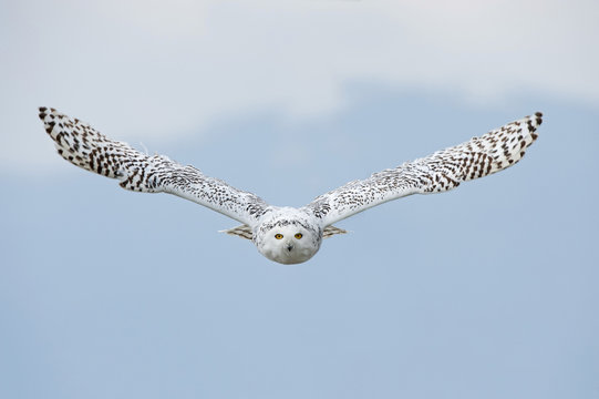 Snowy owl (Bubo scandiacus) in flight, Carinthia, Austria, Europe
