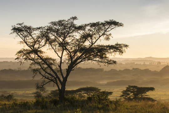 Landscape in morning mist, Ishasha, Queen Elizabeth National Park, Uganda, Africa