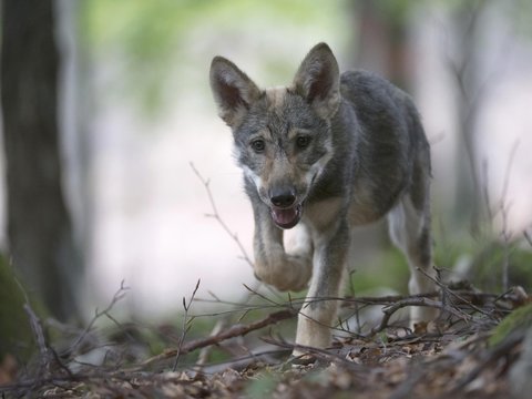 Wolf (Canis lupus), pup, captive, Germany, Europe