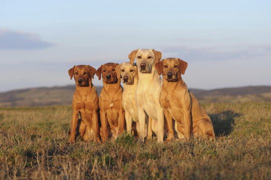 Labrador retriever, yellow, five dogs sitting in a meadow
