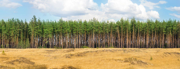 Extra large wide panoramic view of pine forest and cloudy sky. Wild nature landscape banner background.