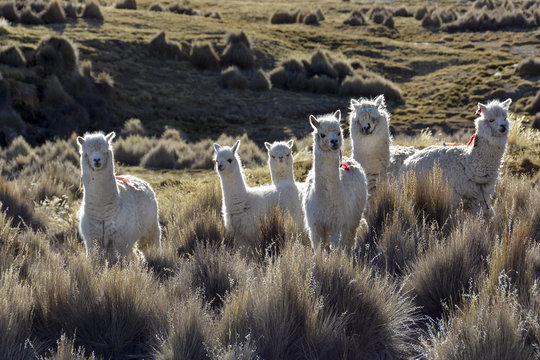 White lamas (Lama glama) in Paja grass, Sajama National Park, Bolivia, South America