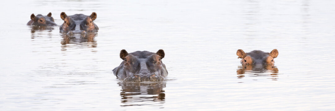Hippos (Hippopotamus amphibius) in a water hole, Okavango Delta, Botswana, Africa
