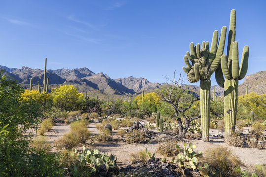 Cactus landscape with giant mutant Saguaro cactuses (Carnegiea gigantea), mountains behind, Sonoran Desert, Tucson, Arizona, USA, North America